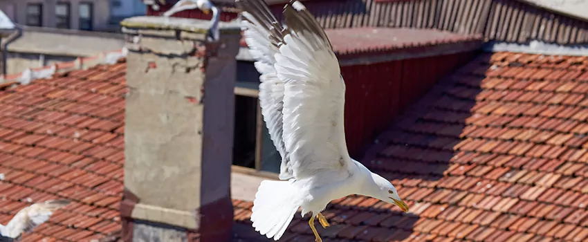 Residential Chimney Animal Removal Solution in Moorpark, CA